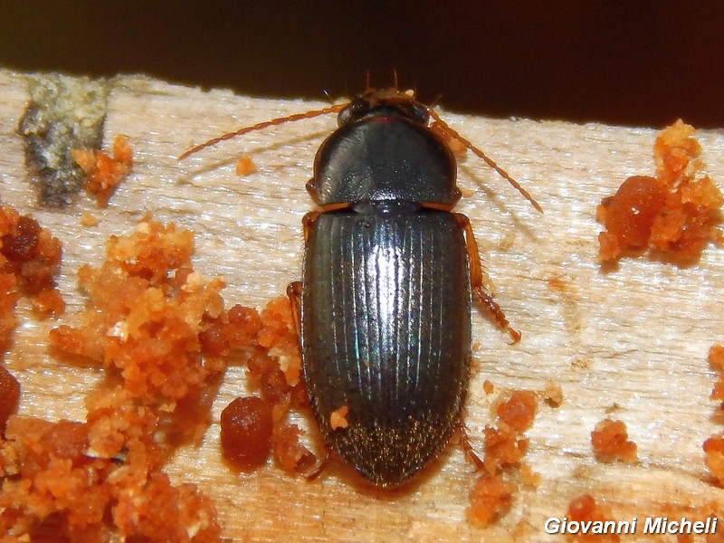 Carabidae del Parco del Ticino